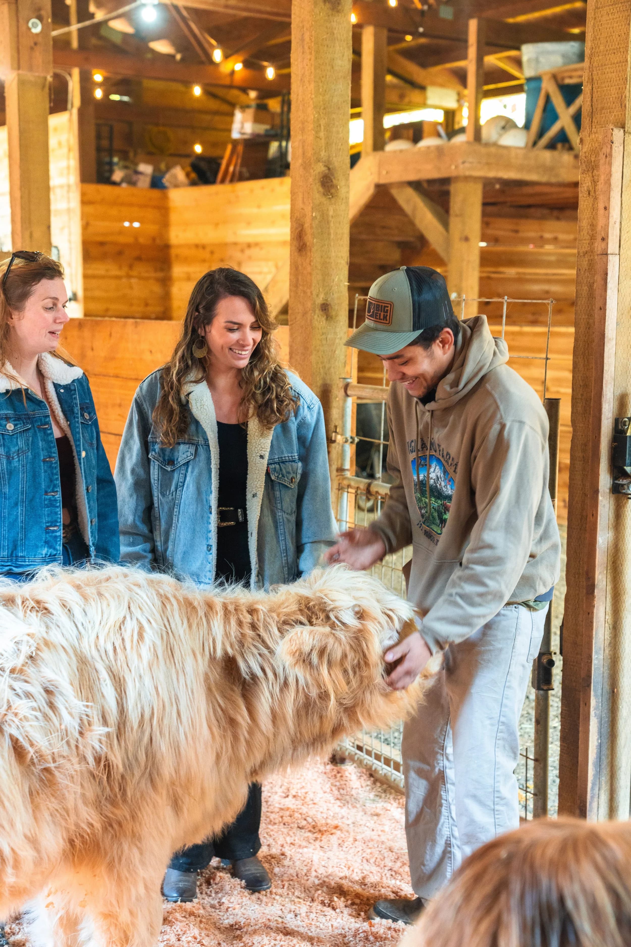 Daunte and two guests pet a Highland calf in the barn