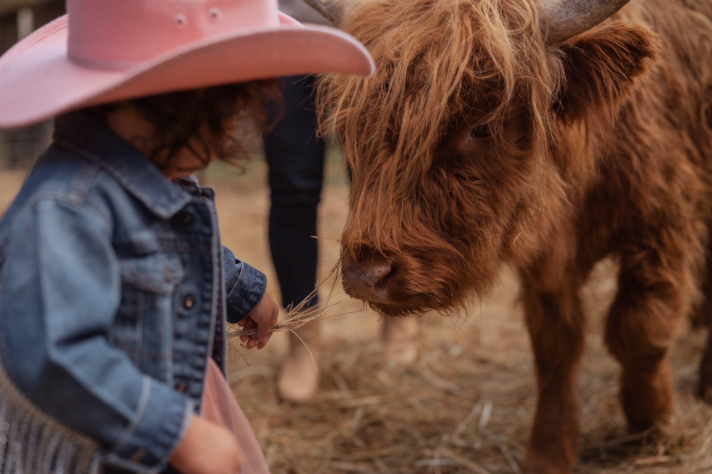 A child in a pink cowboy hat holds out hay to a shaggy Highland cow