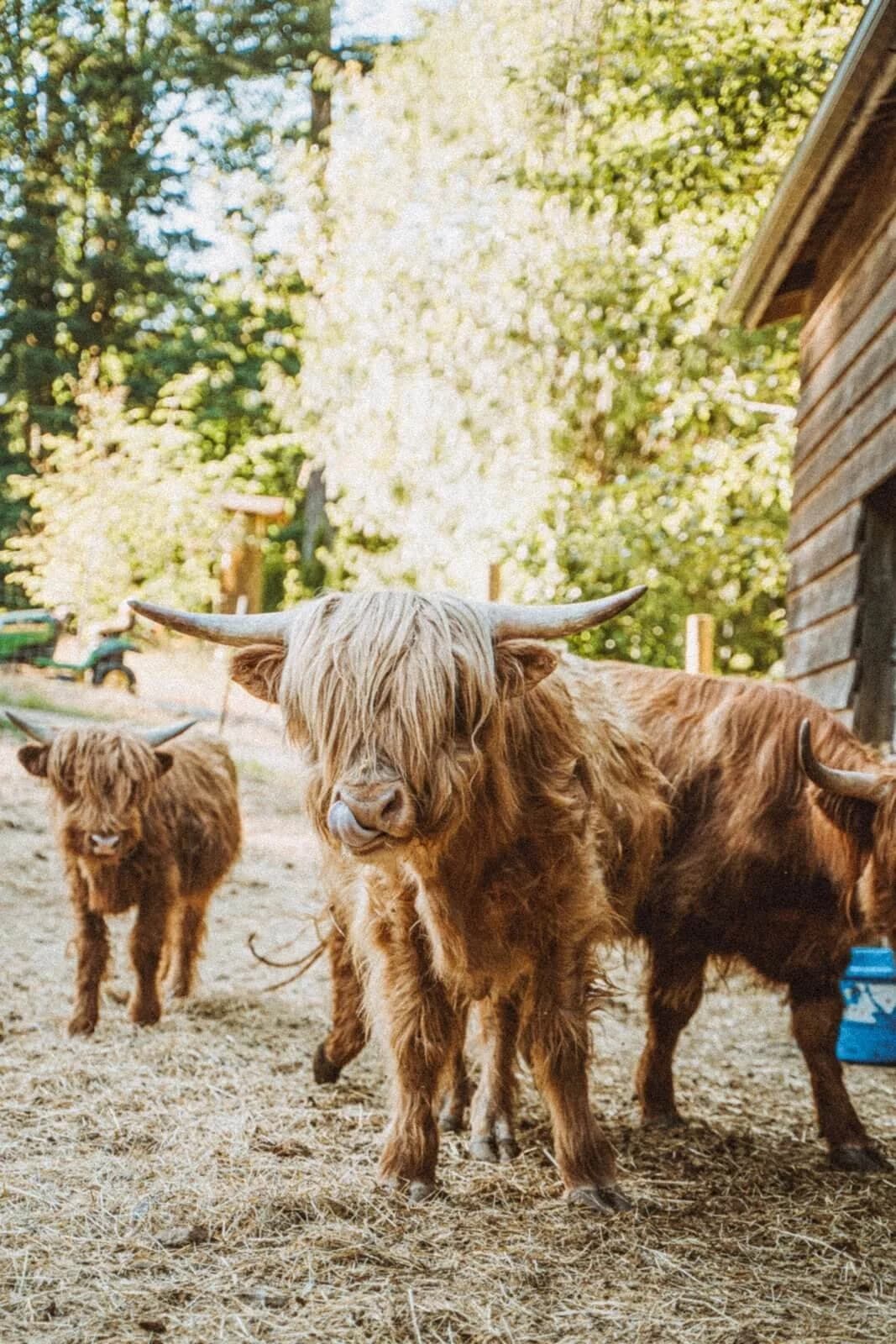 Highland Cow mama and calf near the barn