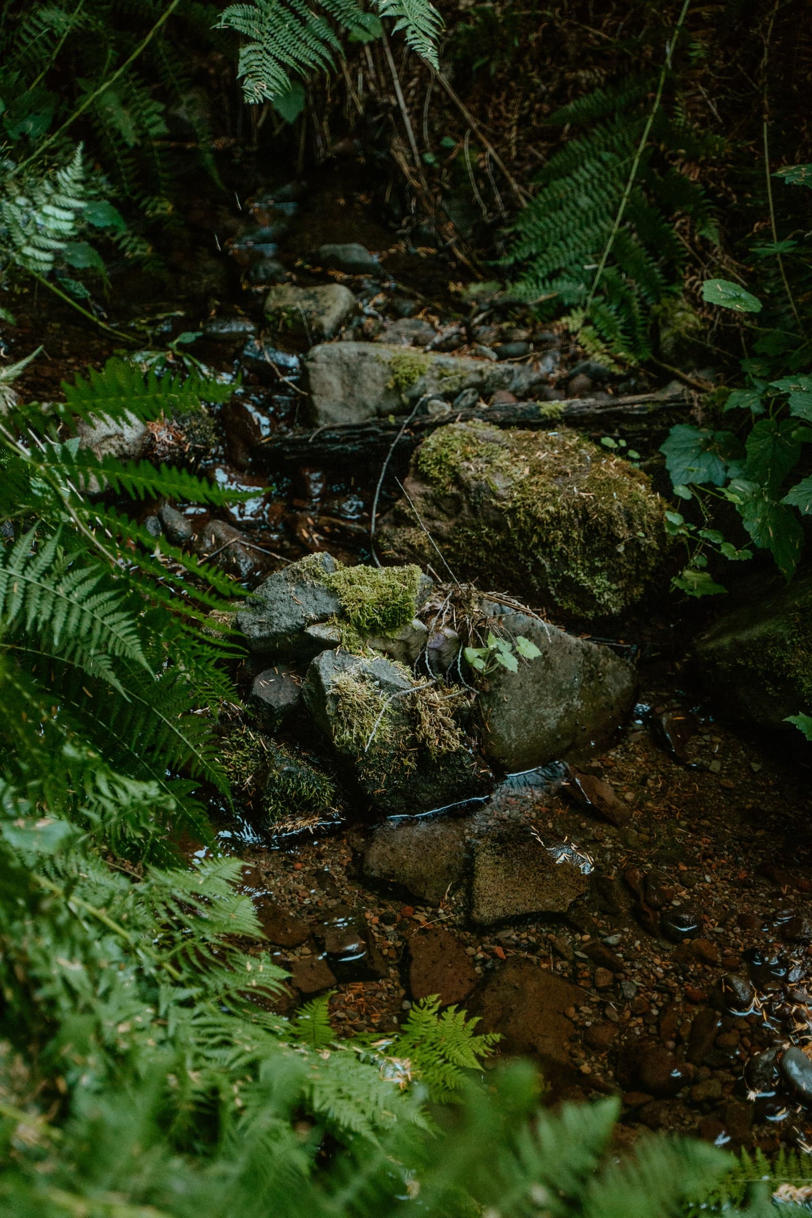Forest creek with ferns and mossy stones