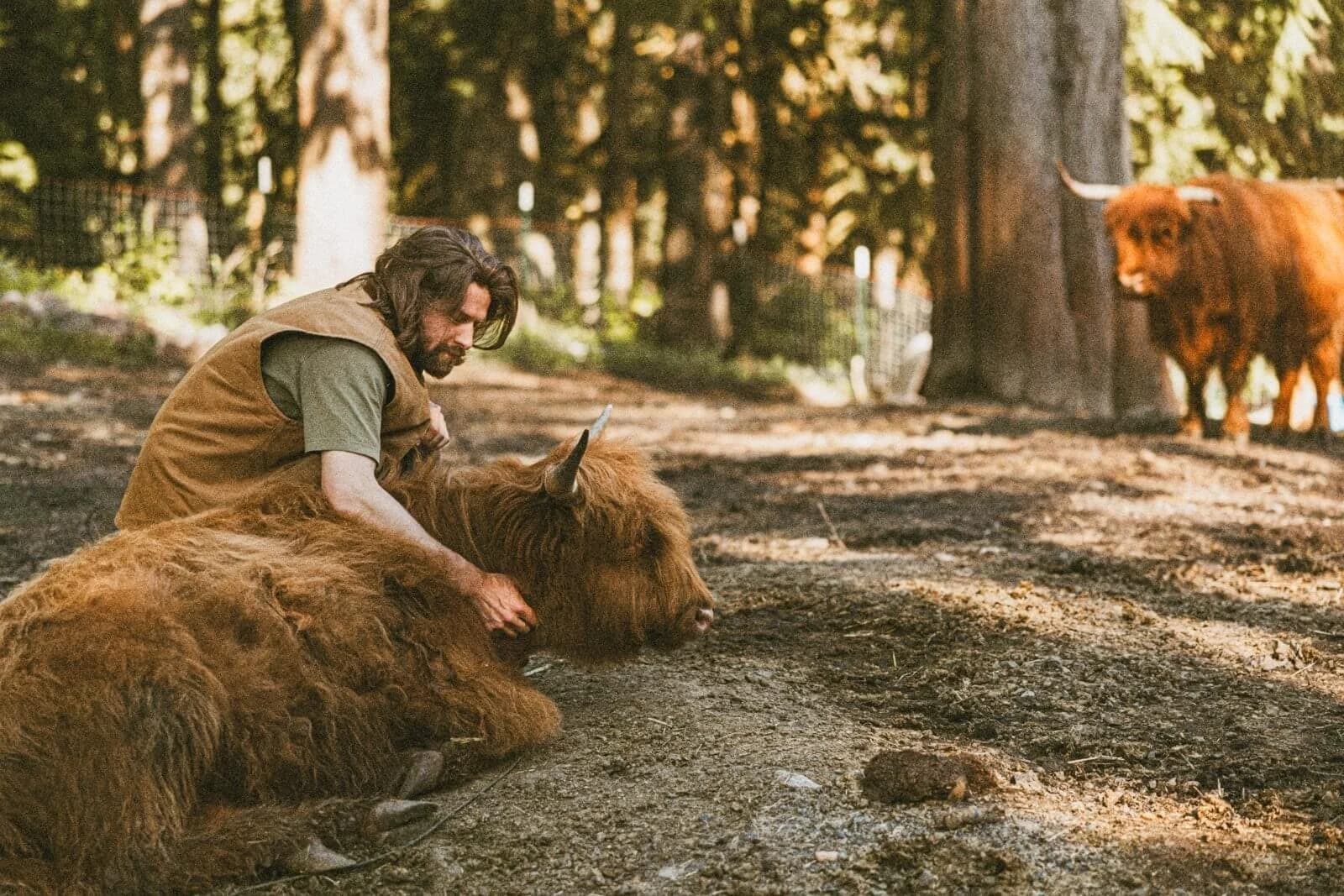 Farmer bonding with a resting Highland Cow