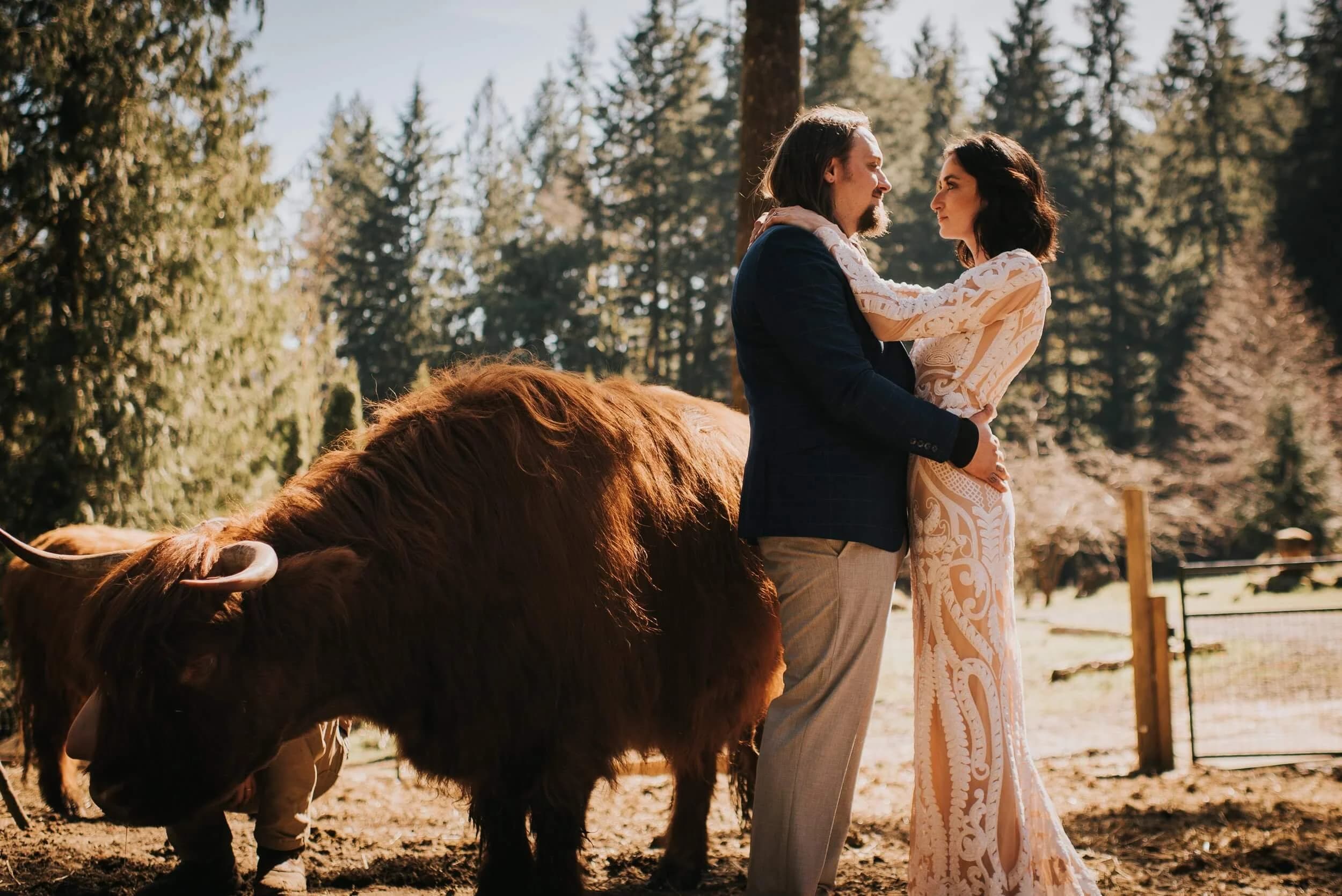 A couple in wedding clothes holds each other beside a shaggy Highland cow at the pasture