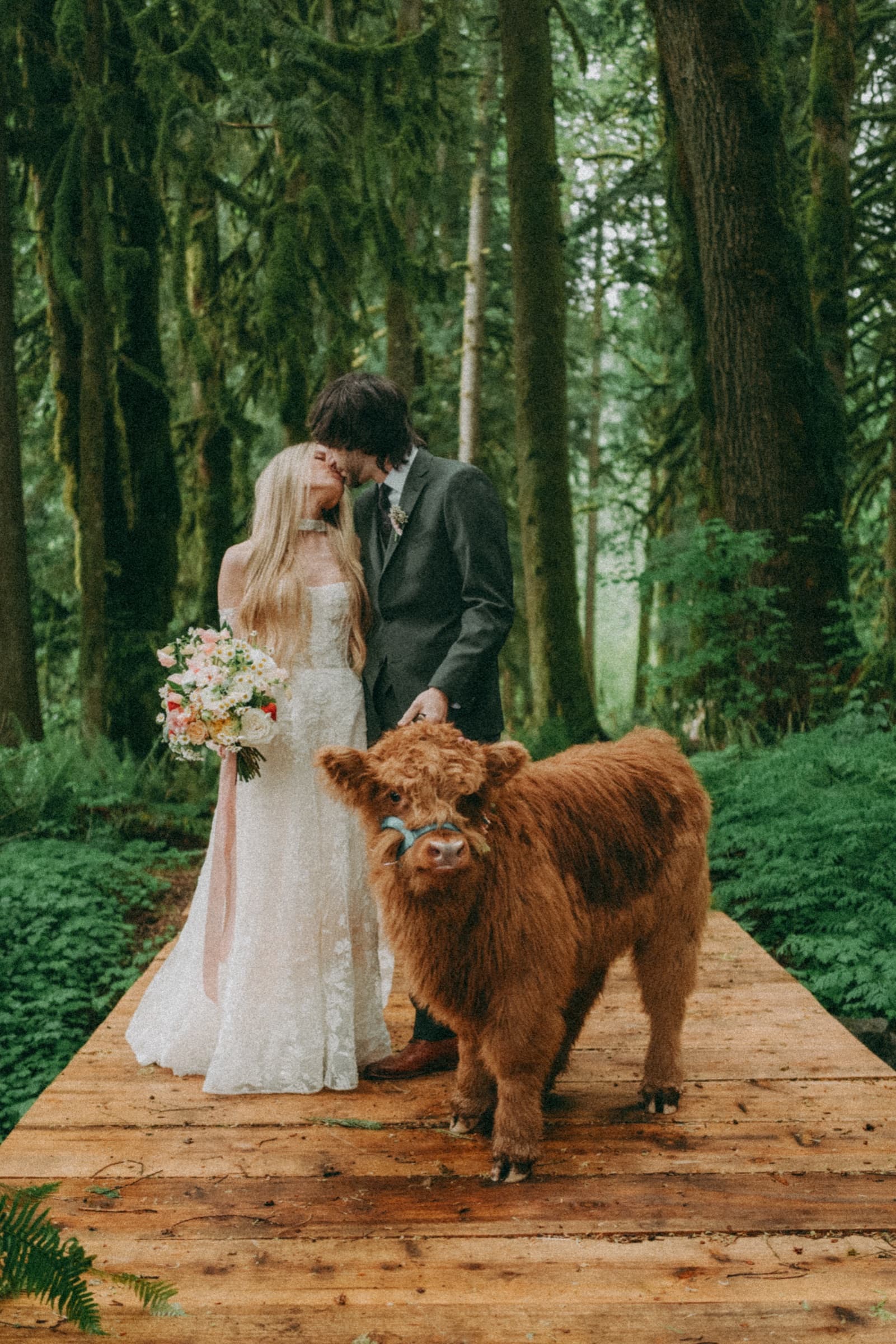 Wedding couple kissing with Highland Cow calf on forest bridge