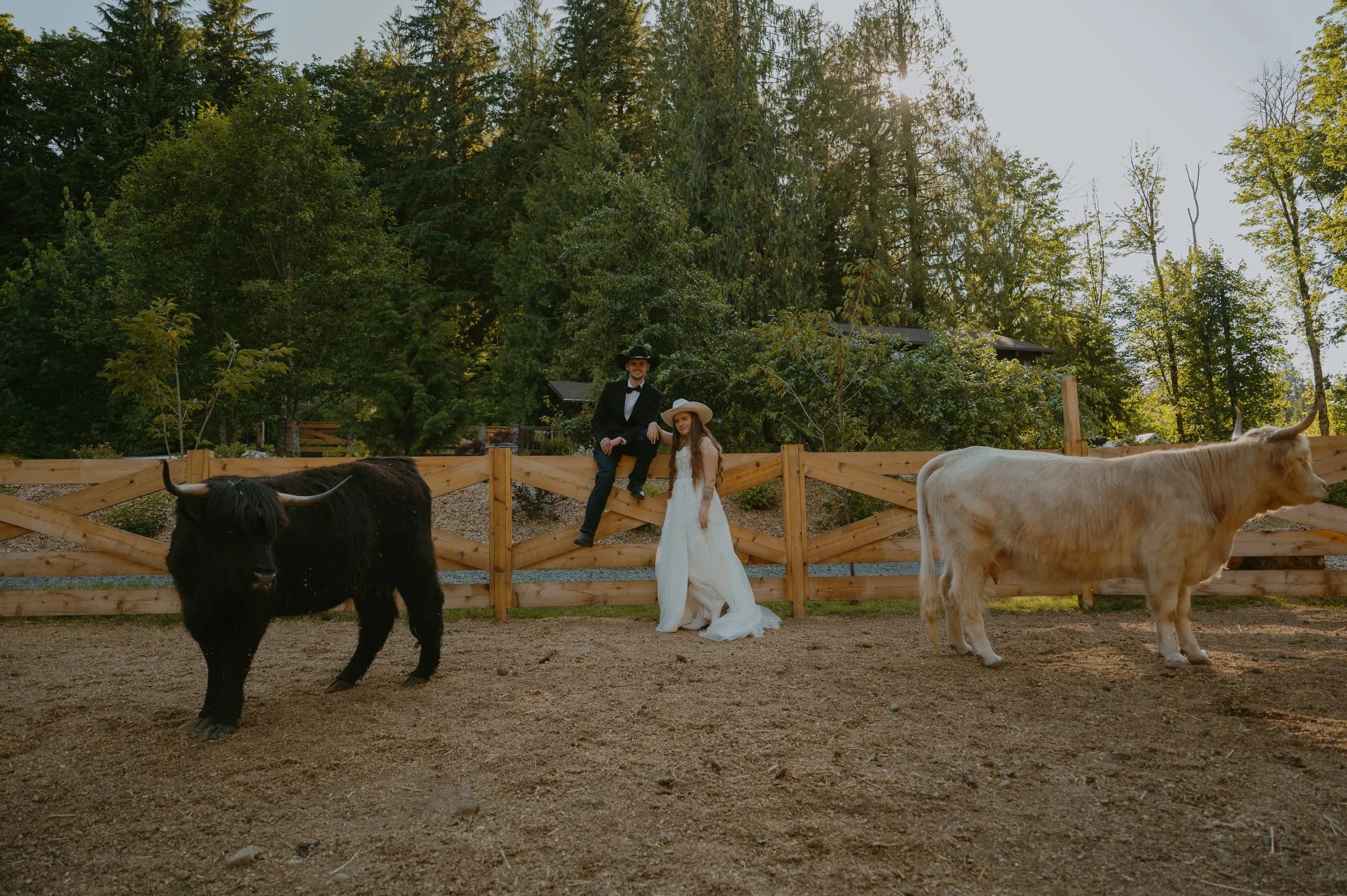 A bride and groom at the pasture fence between a black and a white Highland cow